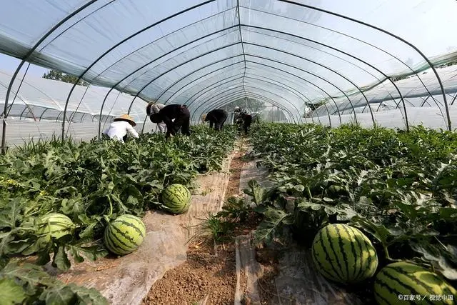 西瓜的种植技术和管理_无籽西瓜种植管理技术_西瓜种植管理技术与方法