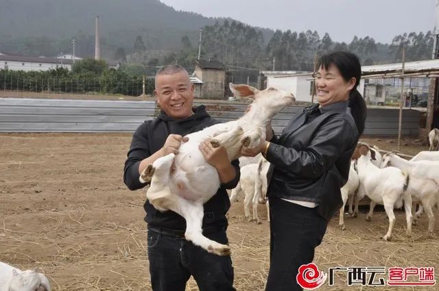 广西农村种植业致富项目_广西种植什么赚钱_广西种植致富机器