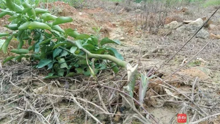 柏塘洋景村，残疾女想种养致富, 不料鱼塘两次死鱼, 果树被砍, 棚屋被砸石头