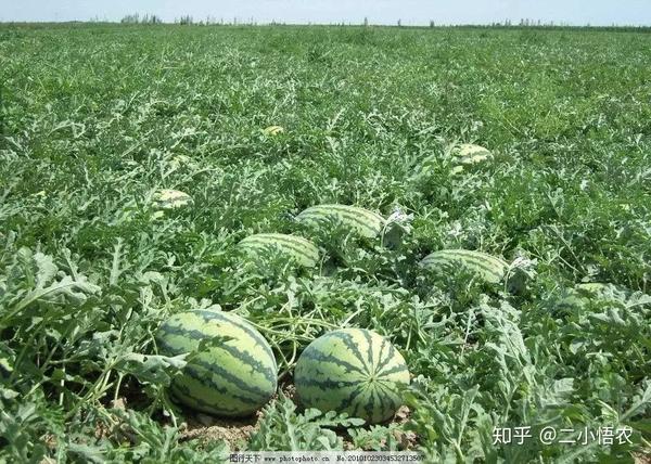 西瓜的种植技术和管理_无籽西瓜种植管理技术_西瓜种植管理技术与方法