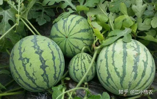 西瓜种植管理技术与方法_西瓜的种植技术和管理_无籽西瓜种植管理技术