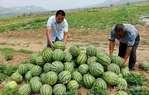 西瓜的种植技术和管理_无籽西瓜种植管理技术_西瓜种植管理技术与方法