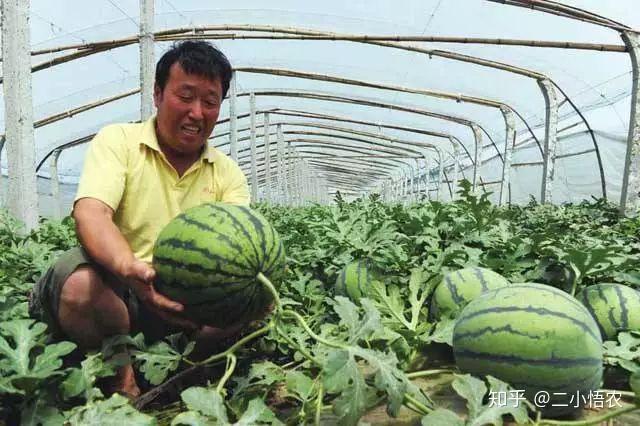 无籽西瓜种植管理技术_西瓜的种植技术和管理_西瓜种植管理技术与方法