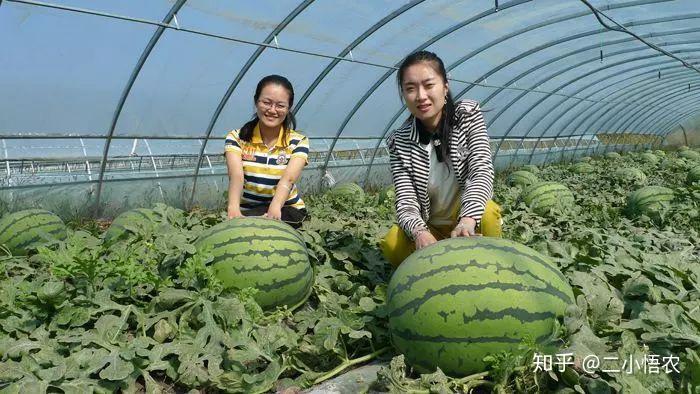 无籽西瓜种植管理技术_西瓜种植管理技术与方法_西瓜的种植技术和管理