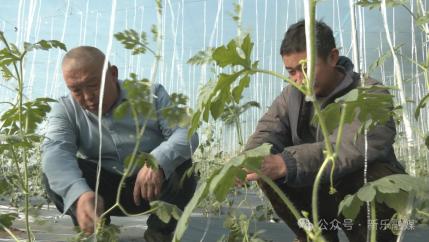 粮食种植致富吗_粮食种植视频_种粮食赚钱吗