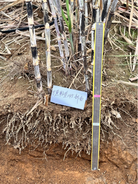 广西农村种植业致富项目_广西种植致富机器_广西致富种植项目