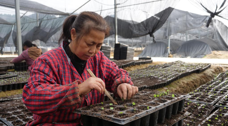 农民今年种植啥药材致富_药材种植致富项目_农村种植药材致富项目