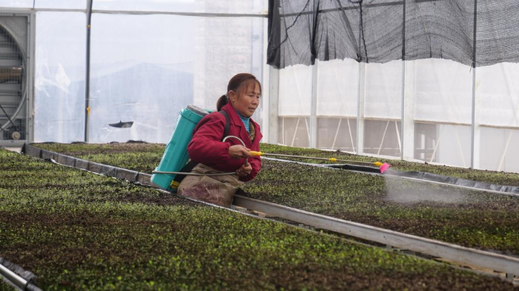 农民今年种植啥药材致富_药材种植致富项目_农村种植药材致富项目