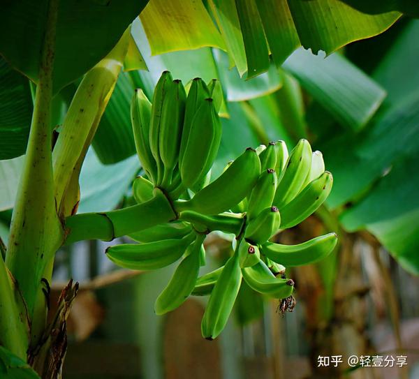 健康科普：芭蕉的功效与作用 芭蕉的禁忌有哪些？