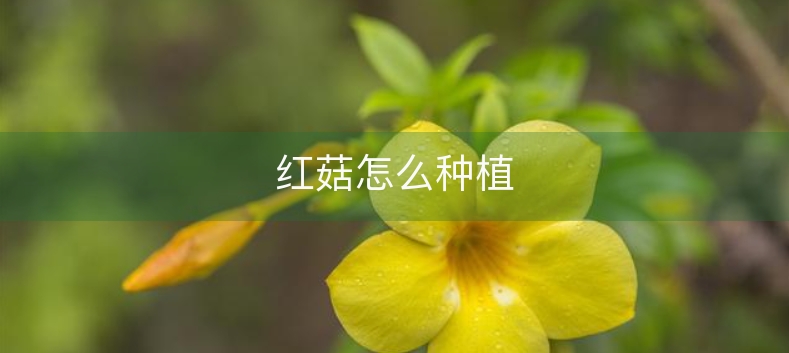 红菇怎么种植