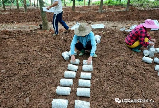 致富经林下养鸡_林下养殖致富新路_养殖致富门路