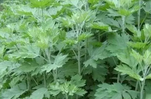 种草致富日常_致富经种什么草可以_能致富的神奇草