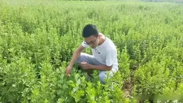 能致富的神奇草_致富经种什么草可以_种草致富日常