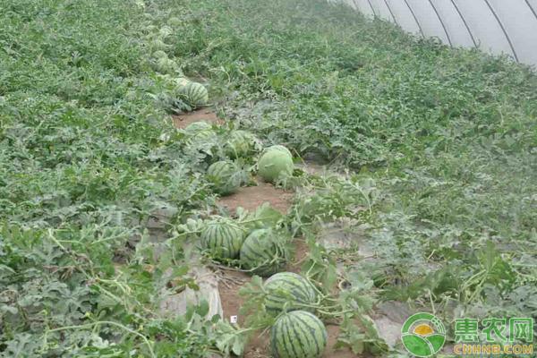 西瓜种植管理技术视频_无籽西瓜种植管理技术_西瓜的种植技术和管理