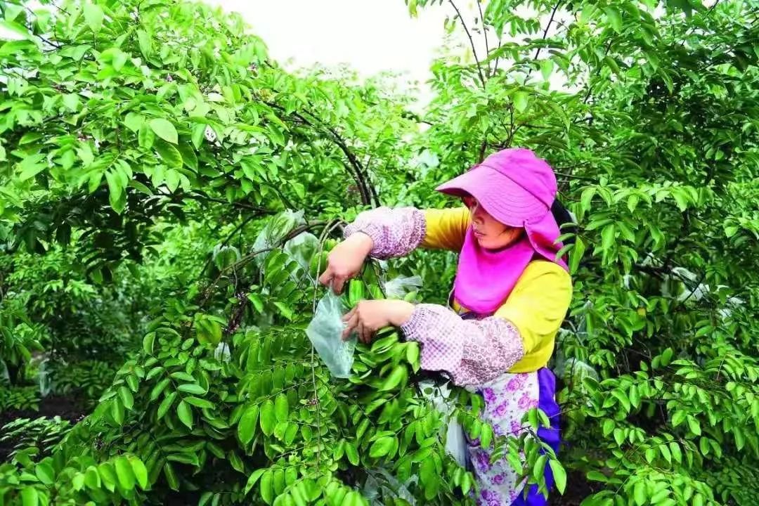 种杨桃赚钱吗_种植杨桃致富_杨桃种植条件