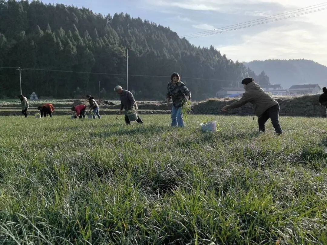 致富合法种植农业的意义_农业种植致富合法吗_致富合法种植农业的措施