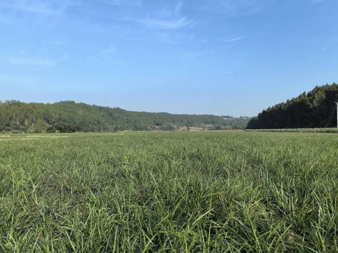 致富合法种植农业的措施_农业种植致富合法吗_致富合法种植农业的意义