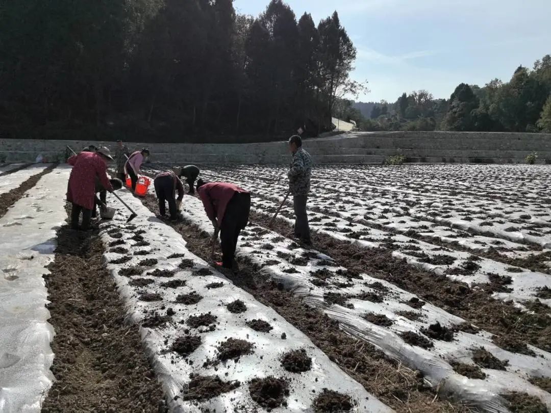 致富合法种植农业的意义_致富合法种植农业的措施_农业种植致富合法吗