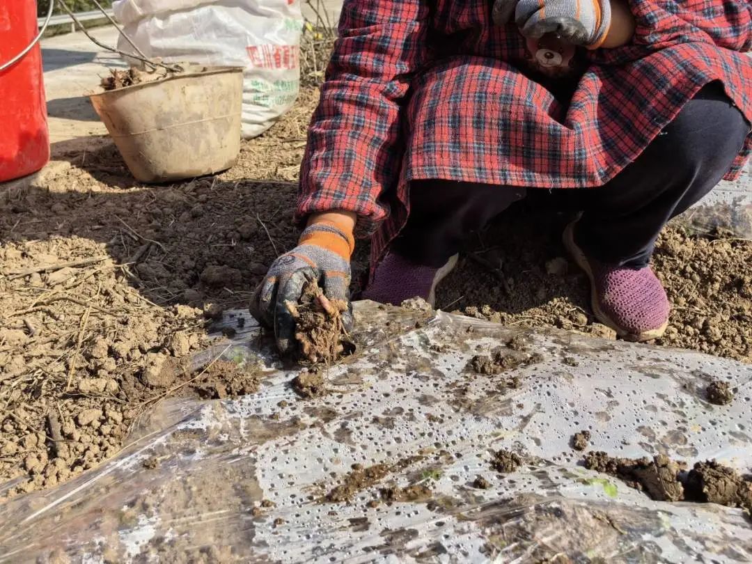 致富合法种植农业的意义_致富合法种植农业的措施_农业种植致富合法吗