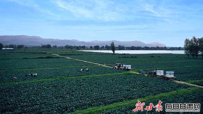 夏菜种植致富路_夏菜种植致富路_夏菜种植致富路