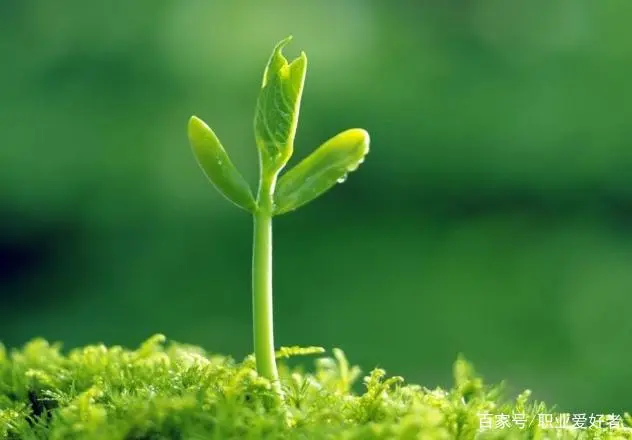 三叶青种植致富经_孝感农业致富种植各种水果网_农村种植致富好项目