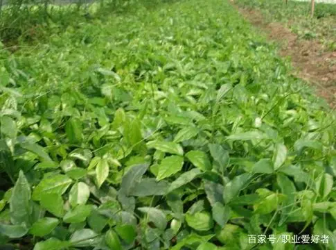 三叶青种植致富经_农村种植致富好项目_孝感农业致富种植各种水果网