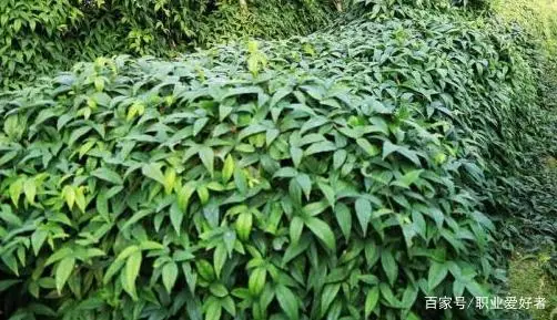 农村种植致富好项目_三叶青种植致富经_孝感农业致富种植各种水果网