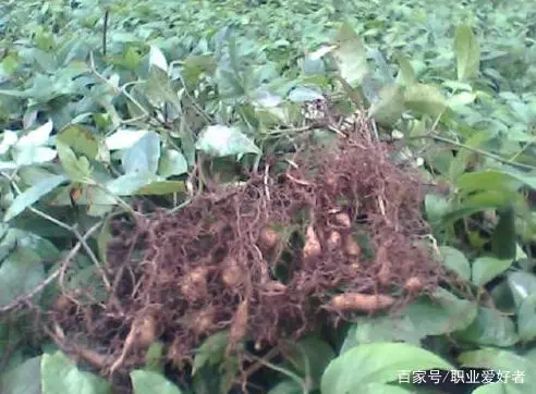 孝感农业致富种植各种水果网_农村种植致富好项目_三叶青种植致富经