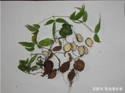 三叶青种植致富经_孝感农业致富种植各种水果网_农村种植致富好项目