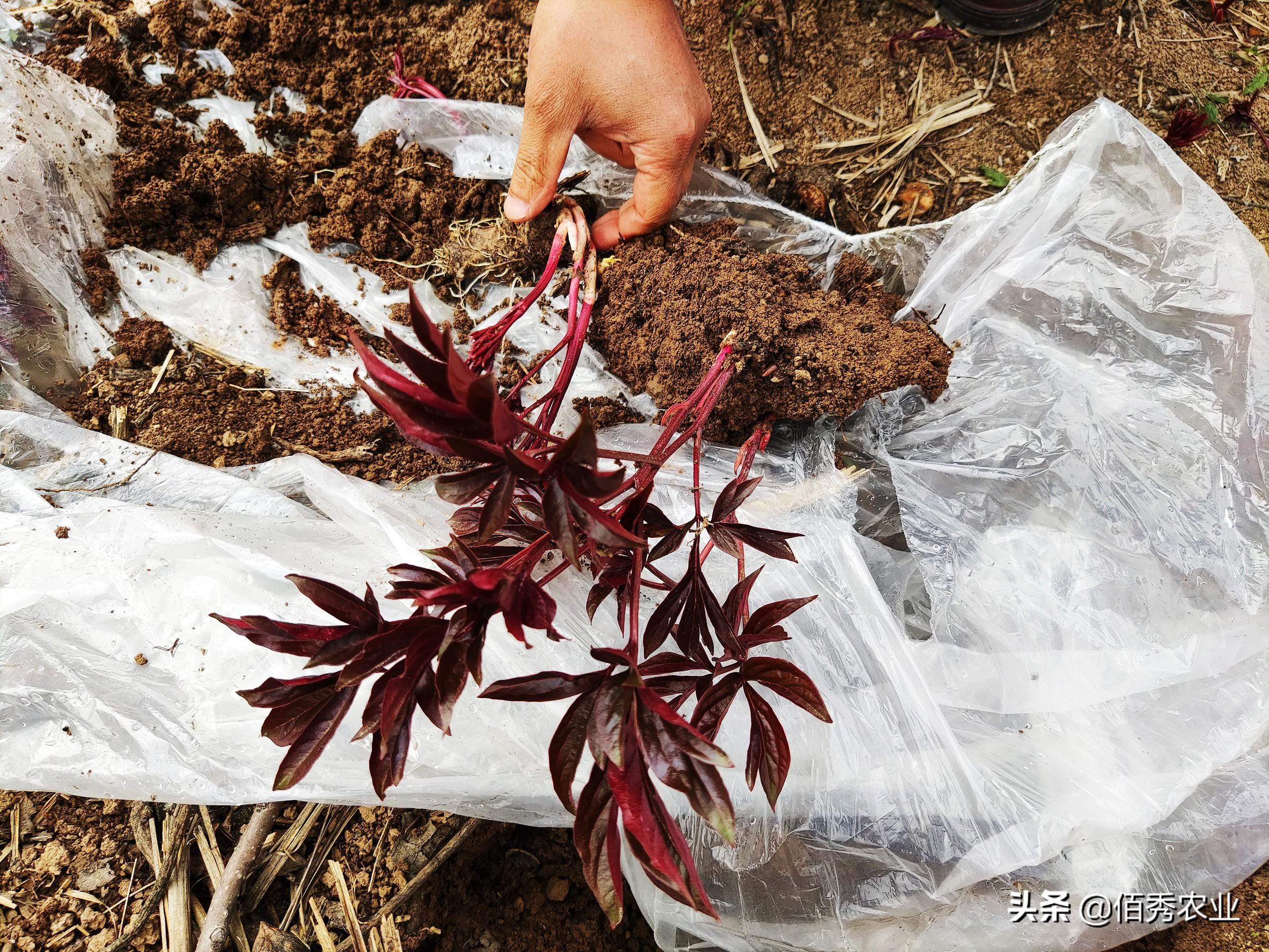 盆栽种植芍药技术视频_盆栽芍药的养殖方法_芍药盆栽种植技术