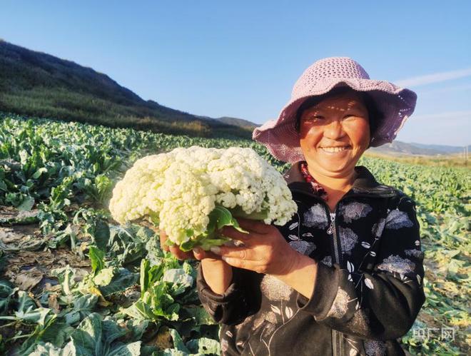 夏菜种植致富路_夏菜种植致富路_夏菜种植致富路