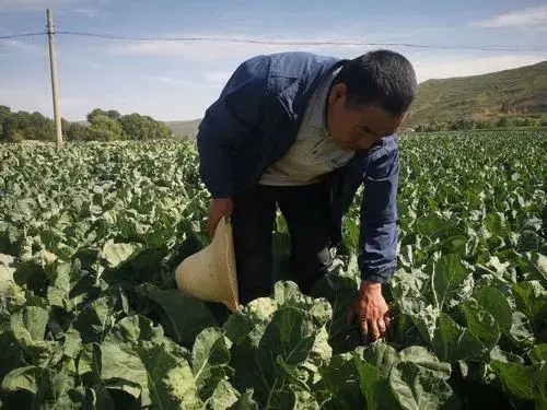 走向我们的小康生活丨念活“种菜经” 走上致富路