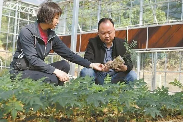 农村致富项目种植业_致富种植农村类产品_农村致富种植类