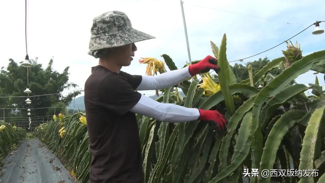 西双版纳种植基地转让_西双版纳种植业_西双版纳种植致富