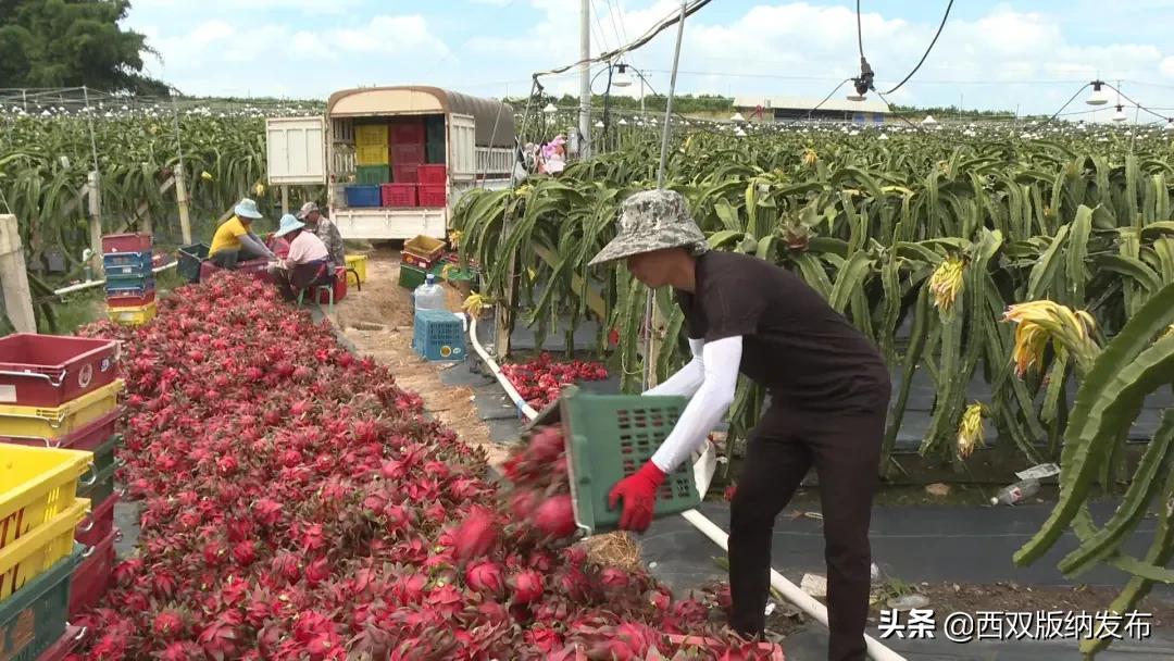 西双版纳种植基地转让_西双版纳种植业_西双版纳种植致富