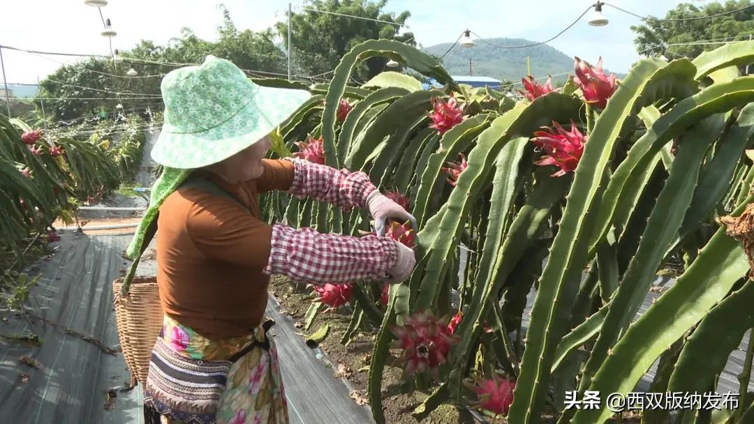 西双版纳种植基地转让_西双版纳种植致富_西双版纳种植业