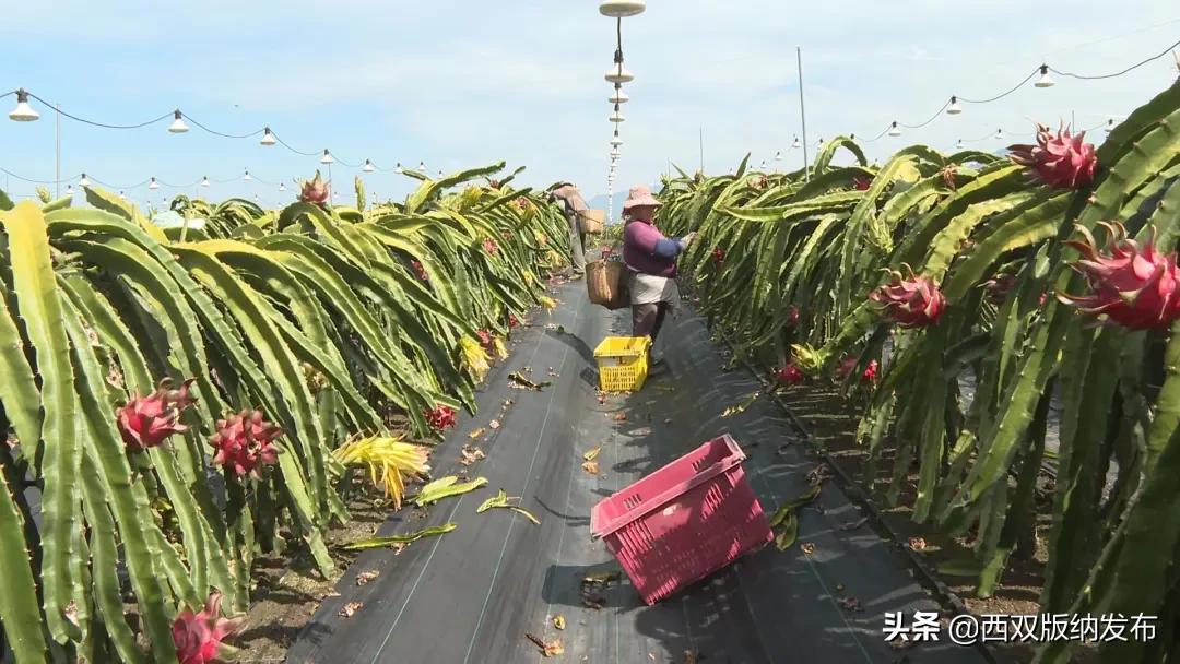 西双版纳种植基地转让_西双版纳种植致富_西双版纳种植业