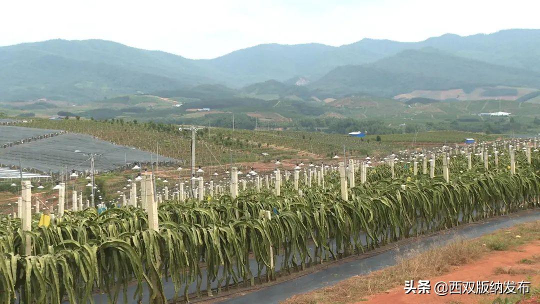 西双版纳种植业_西双版纳种植基地转让_西双版纳种植致富