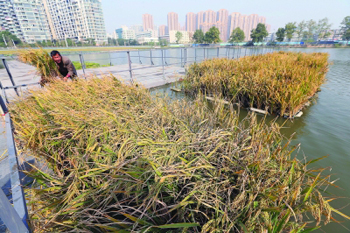 死水塘面种水稻 根治污染稻穗饱