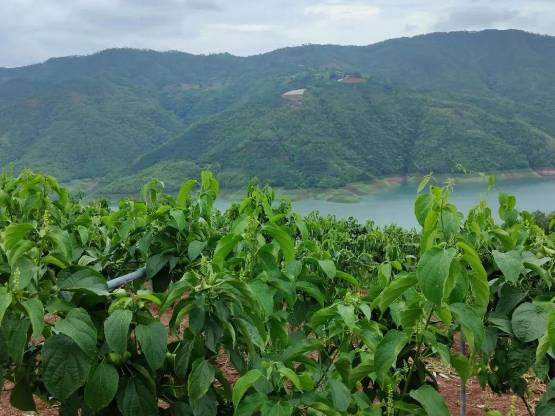 西双版纳种植基地转让_西双版纳种植结构_西双版纳种植致富