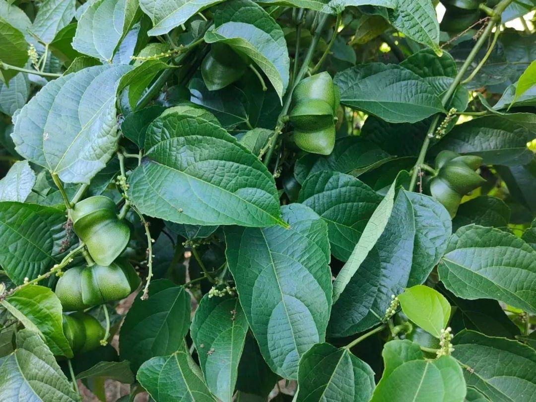 西双版纳种植基地转让_西双版纳种植致富_西双版纳种植结构