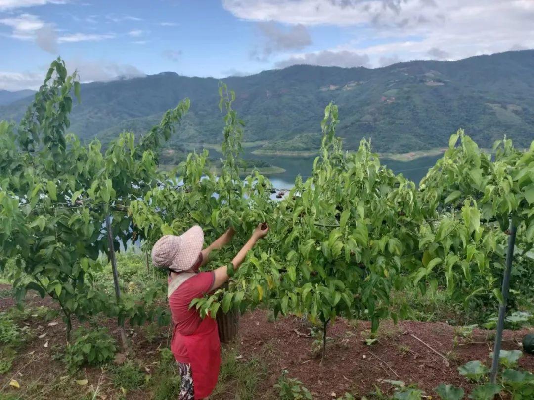 西双版纳种植基地转让_西双版纳种植结构_西双版纳种植致富