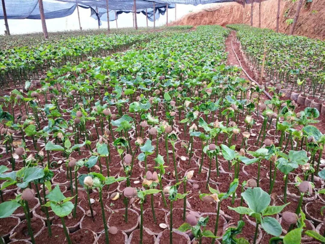 西双版纳种植基地转让_西双版纳种植致富_西双版纳种植结构