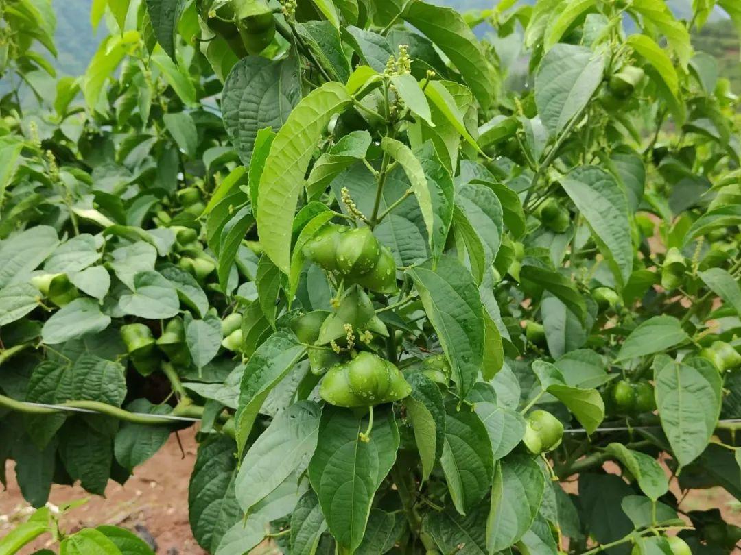 西双版纳种植基地转让_西双版纳种植致富_西双版纳种植结构