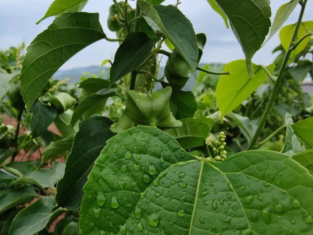 西双版纳种植致富_西双版纳种植基地转让_西双版纳种植结构