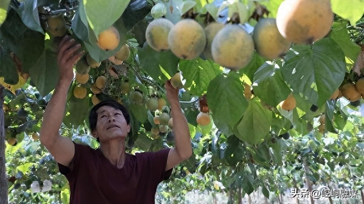 效益“杠杠滴”！热情果在云南宁洱试种成功