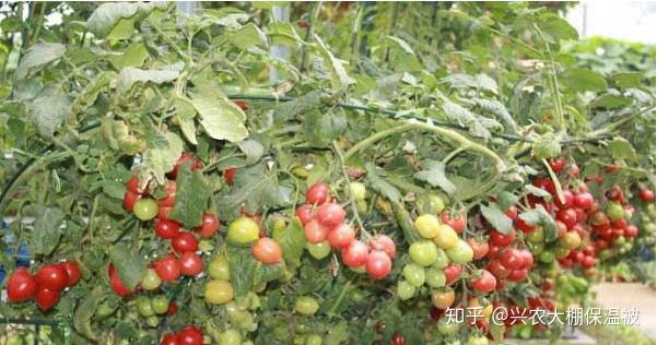 种植番茄过程_致富经番茄种植视频_番茄种植方法视频