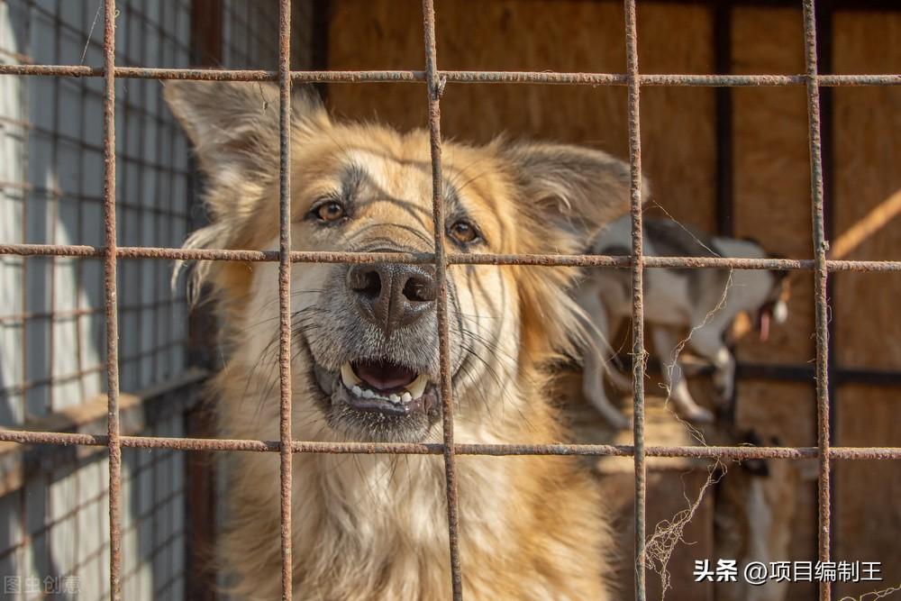 养殖肉狗技术_养殖肉狗技术指导视频_肉狗养殖技术方法以及管理要点