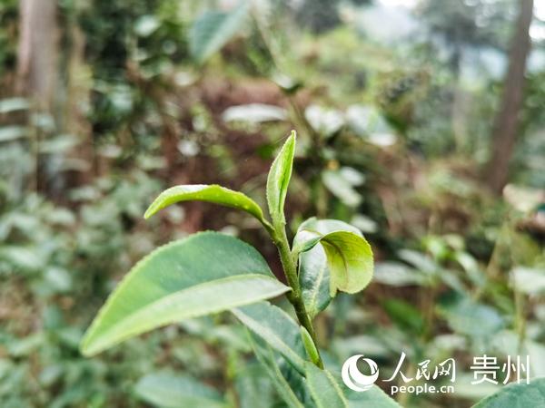 毕节七星关：深山古树茶 增收新产业