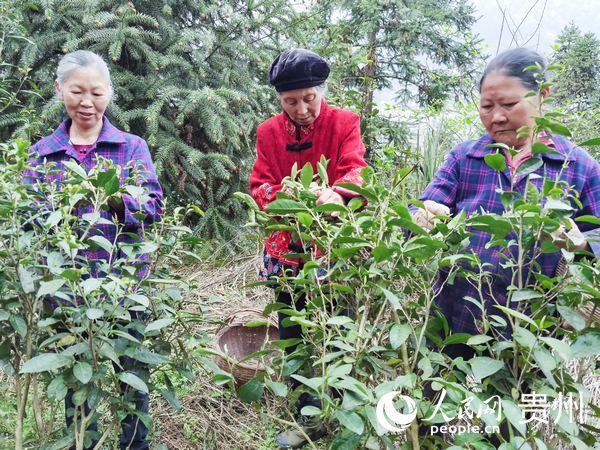 西双版纳种植致富_西双版纳种地怎么样_西双版纳种植基地转让